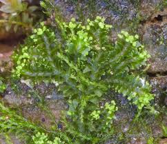 Attēlu rezultāti vaicājumam “Lophozia ventricosa”