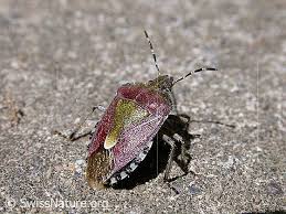 Attēlu rezultāti vaicājumam “Dolycoris baccarum”