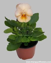 Image result for Viola x wittrockiana `Hiemalis`