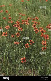 Attēlu rezultāti vaicājumam “Papaver argemone flower”