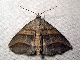 Attēlu rezultāti vaicājumam “Colobochyla salicalis”