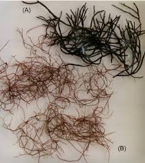 Attēlu rezultāti vaicājumam “Furcellaria lumbricalis”