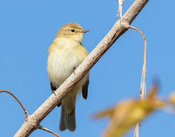 Attēlu rezultāti vaicājumam “Phylloscopus collybita”