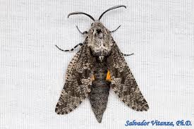 Attēlu rezultāti vaicājumam “Cossidae”