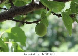 Attēlu rezultāti vaicājumam “Prunus armeniaca leaf”