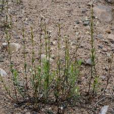 Attēlu rezultāti vaicājumam “Silene tatarica bud”