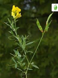Attēlu rezultāti vaicājumam “Lathyrus pratensis fruit”