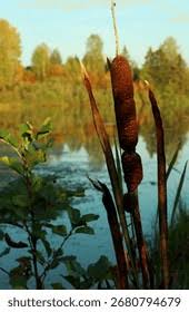 Attēlu rezultāti vaicājumam “Typhaceae”