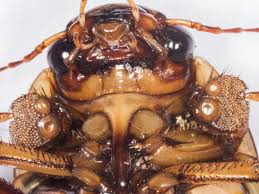 Attēlu rezultāti vaicājumam “Dytiscus dimidiatus”