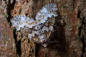 Attēlu rezultāti vaicājumam “Electrophaes corylata”