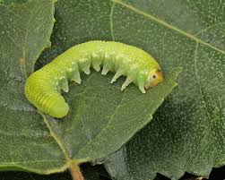 Attēlu rezultāti vaicājumam “Trichiosoma larva”
