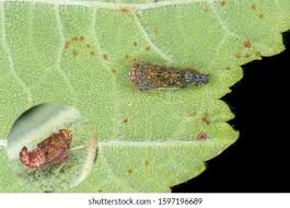 Attēlu rezultāti vaicājumam “Syrphus sp. imago”