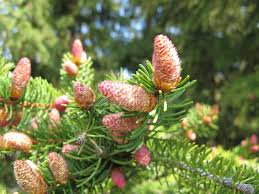 Attēlu rezultāti vaicājumam “Picea abies female flower”