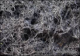 Attēlu rezultāti vaicājumam “Cystocoleus ebeneus”