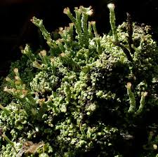 Attēlu rezultāti vaicājumam “Cladonia ramulosa”