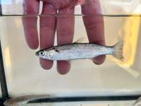 Image result for Chelon ramada