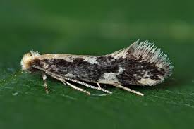 Attēlu rezultāti vaicājumam “Tineidae”