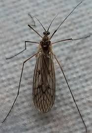 Attēlu rezultāti vaicājumam “Trichocera”