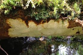 Attēlu rezultāti vaicājumam “Perenniporia subacida”