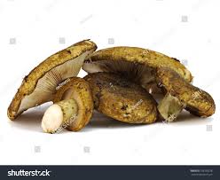 Attēlu rezultāti vaicājumam “Lactarius necator”