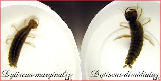 Attēlu rezultāti vaicājumam “Dytiscus dimidiatus”