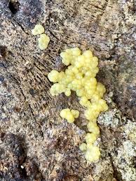 Attēlu rezultāti vaicājumam “Fuligo luteonitens macro”