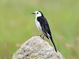 Image result for Motacilla alba