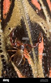 Image result for Harlequin Gc