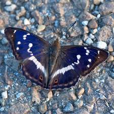 Attēlu rezultāti vaicājumam “Apatura iris”