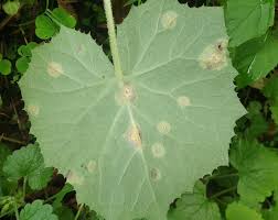 Attēlu rezultāti vaicājumam “Puccinia poarum”