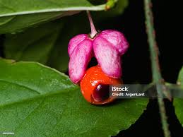 Attēlu rezultāti vaicājumam “Euonymus verrucosus”