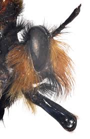 Attēlu rezultāti vaicājumam “Laphria gibbosa”