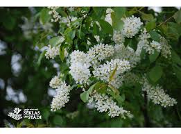 Attēlu rezultāti vaicājumam “Padus avium”