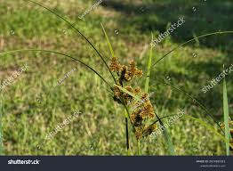 Attēlu rezultāti vaicājumam “Carex flava”