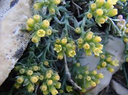 Attēlu rezultāti vaicājumam “Thesium ebracteatum leaf”