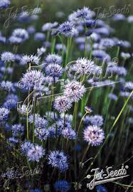 Attēlu rezultāti vaicājumam “Jasione montana fruit”