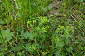 Image result for Alchemilla vulgaris