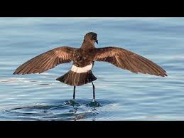 Image result for Oceanites oceanicus