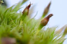 Attēlu rezultāti vaicājumam “Aulacomnium androgynum sporophyte”