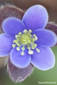 Attēlu rezultāti vaicājumam “Hepatica nobilis bud”