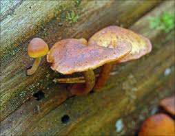 Attēlu rezultāti vaicājumam “Gymnopilus picreus”