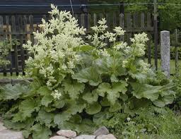 Attēlu rezultāti vaicājumam “Rheum rhabarbarum”