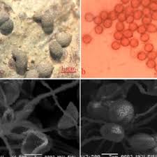 Attēlu rezultāti vaicājumam “Physarum murinum spores”