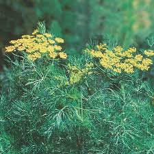 Attēlu rezultāti vaicājumam “Anethum graveolens flower”