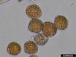 Attēlu rezultāti vaicājumam “Coleosporium sp.”