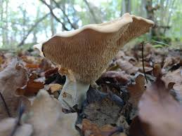 Attēlu rezultāti vaicājumam “Hydnum repandum”