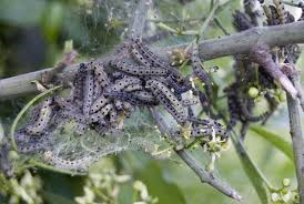 Attēlu rezultāti vaicājumam “Yponomeuta malinellus / cagnagella larva”