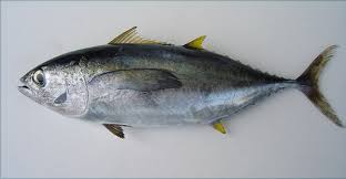 Image result for Thunnus atlanticus