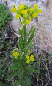Attēlu rezultāti vaicājumam “Erysimum hieracifolium”