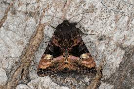 Attēlu rezultāti vaicājumam “Euplexia lucipara”